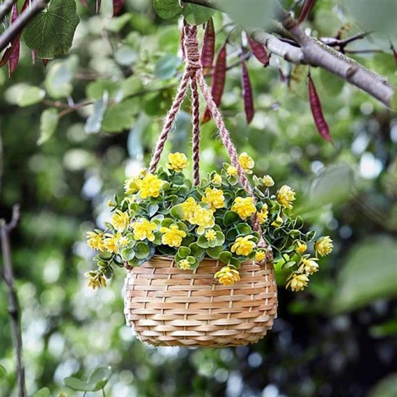 Smart Garden Basket Bouquet - Yellow (5040055)