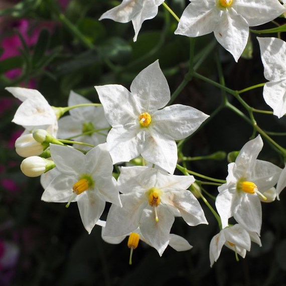 Solanum Jasminoides Album 3 Litre Climber Plant