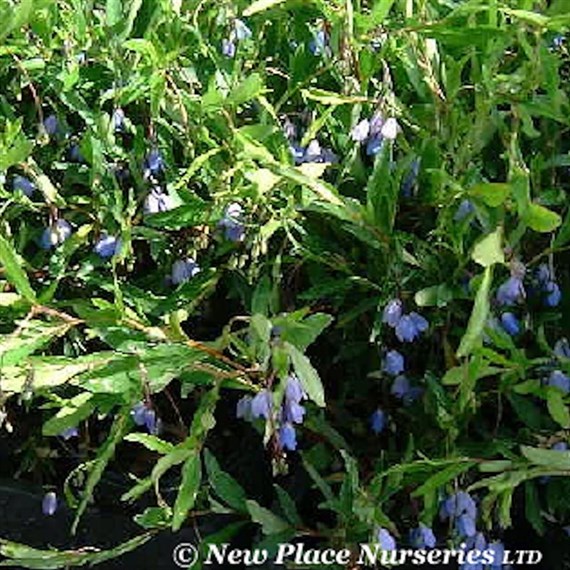 Sollya heterophylla in a 3L Deep Pot Climber Plant