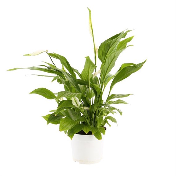 Spathiphyllum Peace Lily (Air So Pure) Houseplant 13cm Pot