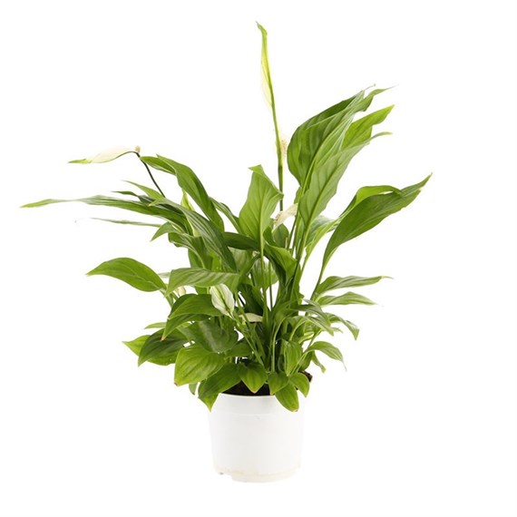 Spathiphyllum Peace Lily Houseplant 13cm Pot