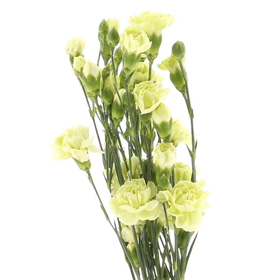 Carnation Spray (x 5 Individual Stems) - Cream