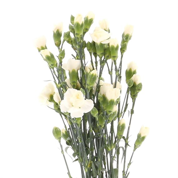 Carnation Spray (x 5 Individual Stems) - White