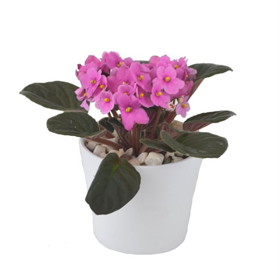 Saintpaulia (African Violet) Houseplant 13cm Pot - Light Pink In White