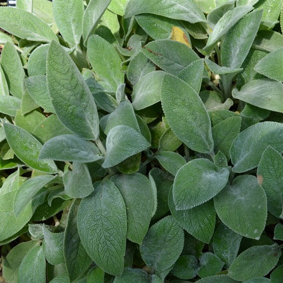 Stachys Byz Big Ears Perennial Plant 9cm Pot - Set of 3
