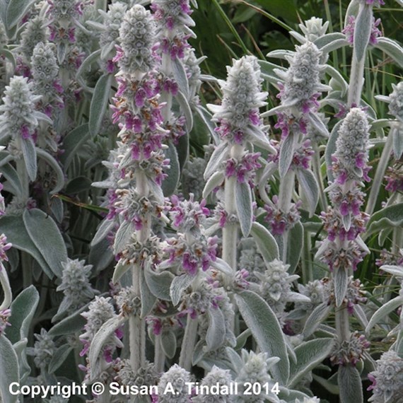 Stachys Byzantina (Lanata) Perennial Plant 2L Pot - Set of 3