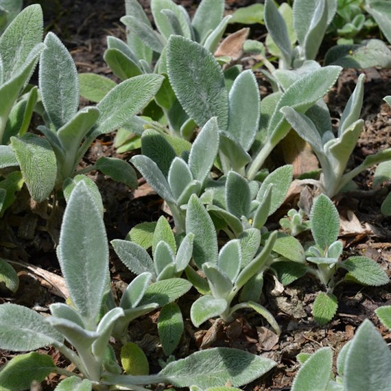 Stachys Byzantina Silver Carpet Perennial Plant 9cm Pot - Set of 3
