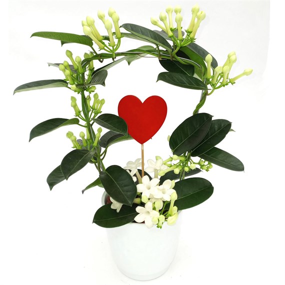 Stephanotis in White Ceramic 12cm Pot with Heart