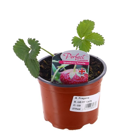 Strawberries Fenella 10.5cm Pot Fruit