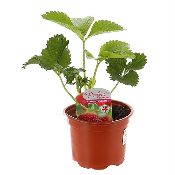 Strawberries Sonata 10.5cm Pot Fruit