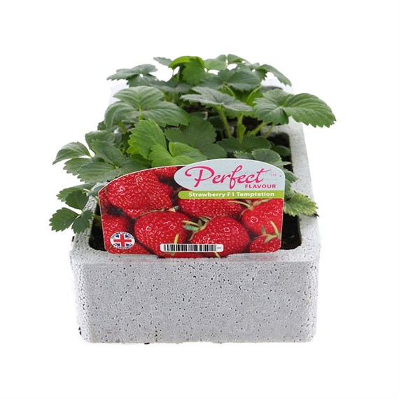 Strawberry Temptation 6 Pack Boxed Fruit & Vegetables