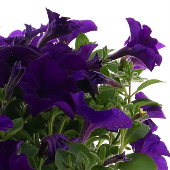 Surfinia Petunia Selection Super 6 Pack Boxed Bedding