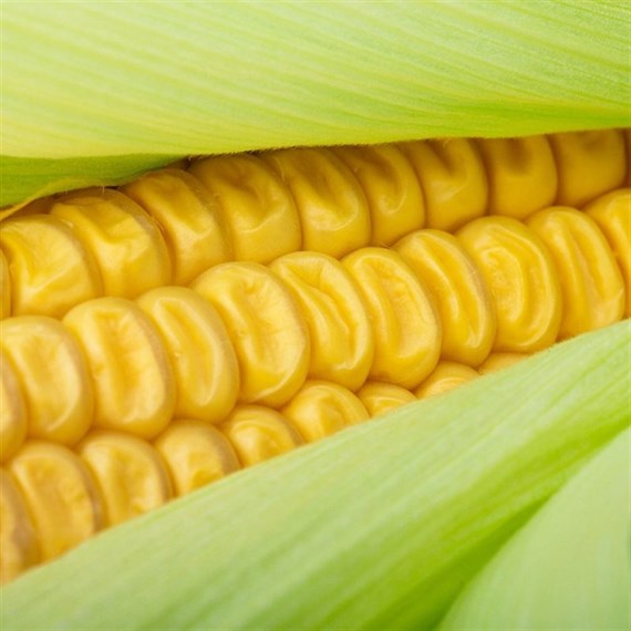 Sweet Corn Earlybird 6 Pack Boxed Bedding Vegetables