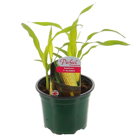 Sweet Corn F1 Early Bird 10.5cm Pot Vegetables