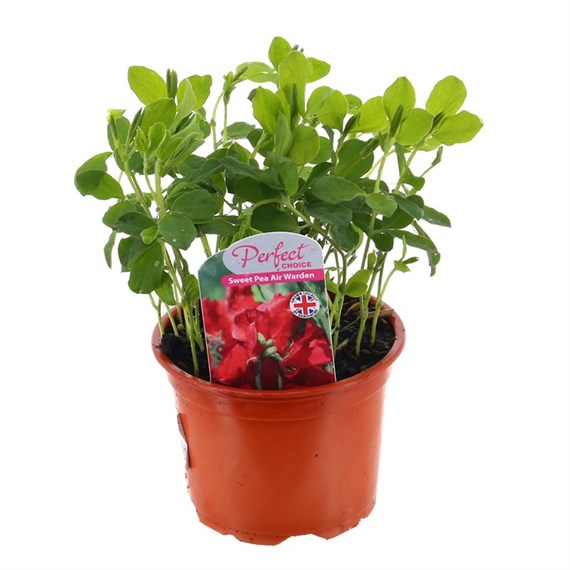 Sweet Peas Air Warden Red 10.5cm Pot Bedding