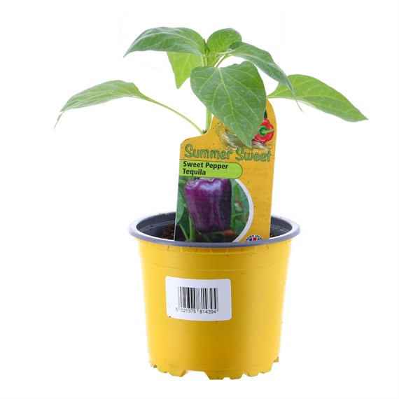 Sweet Pepper Tequila 10.5cm Pot Vegetable