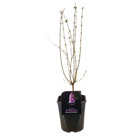 Syringa Bloomerang ‘Dark Purple’ - 18x18x20cm Pot