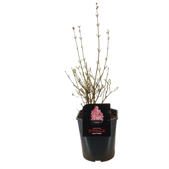 Syringa Meyeri ‘Palibin’ - 18x18x20cm Pot