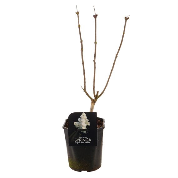 Syringa vulgaris ‘Mme Lemoine’ - 18x18x20cm Pot