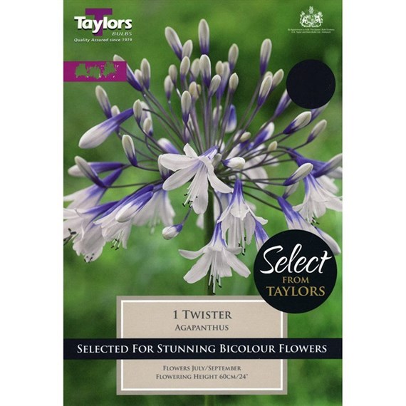 Taylors Bulbs Agapanthus Twister (Single Pack) (SSE164)