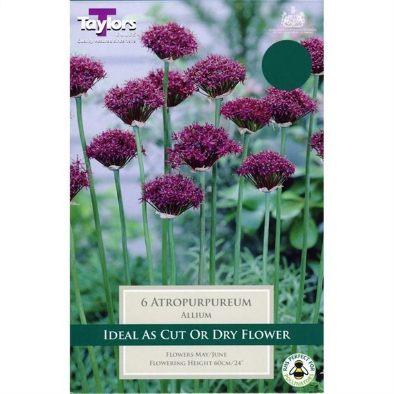 Taylors Bulbs Allium Atropurpureum - Pack of 7 (TP698)