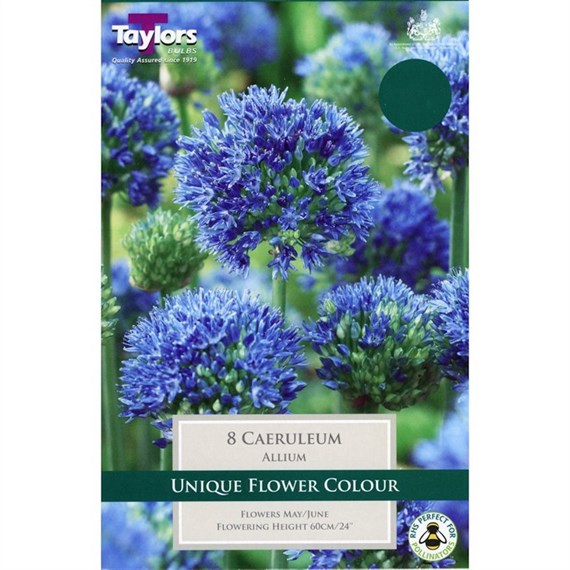 Taylors Bulbs Allium Caeruleum - Pack of 10 (TP693)