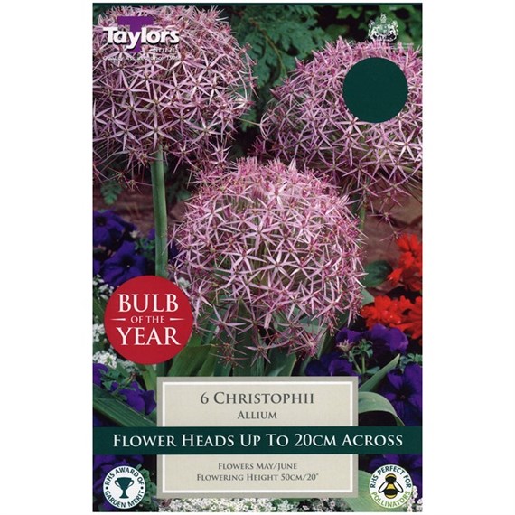 Taylors Bulbs Allium Christophii - Pack of 6 (TP691)