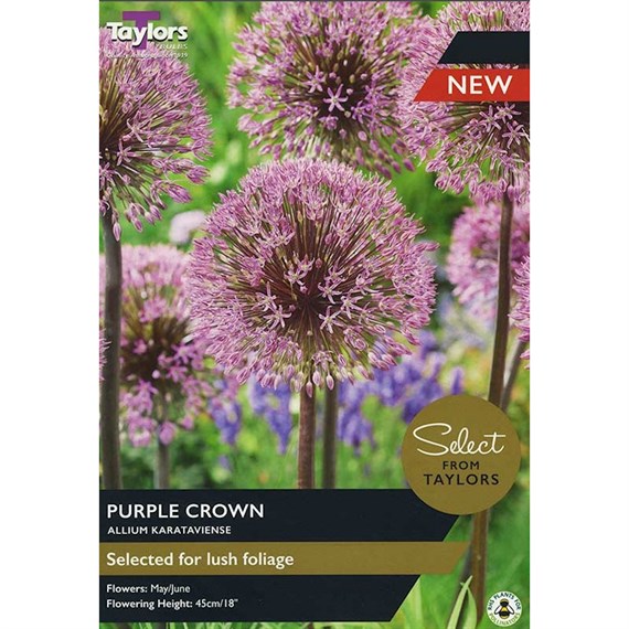 Taylors Bulbs Allium Karataviense Purple Crown - Pack of 2 (SE2150)