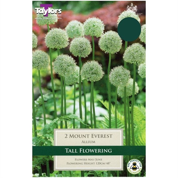 Taylors Bulbs Allium Mount Everest - Single (TP687)