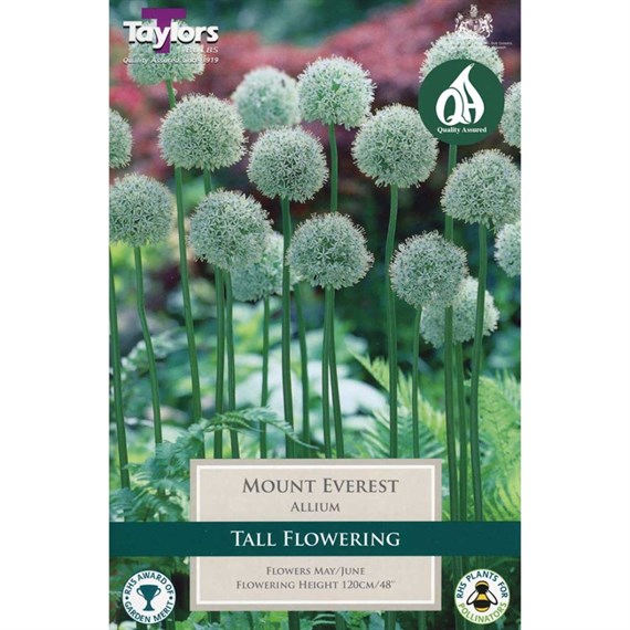 Taylors Bulbs Allium Mount Everest - Pack of 1 (MT687)