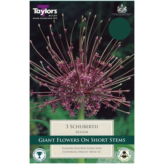 Taylors Bulbs Allium Schubertii - Pack of 3 (TP699)