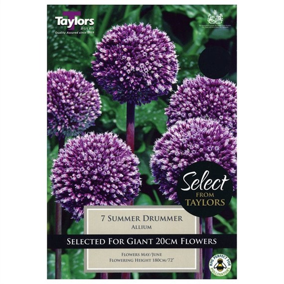 Taylors Bulbs Allium Summer Drummer - Pack of 7 (SE2140)