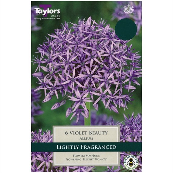 Taylors Bulbs Allium Violet Beauty - Pack of 6 (TP966)