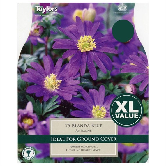 Taylors Bulbs Anemone Blanda Blue - Pack of 60 - XL Value Range (XL710)
