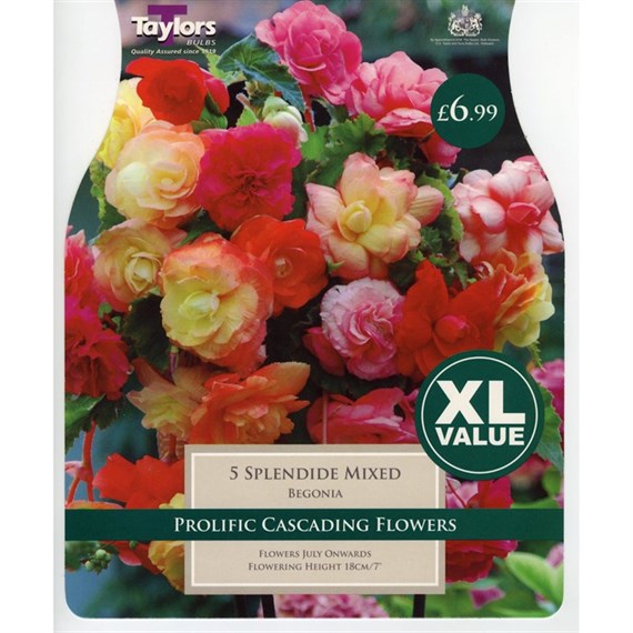 Taylors Bulbs Begonia Splendide Mixed (4 Pack) (XL524)