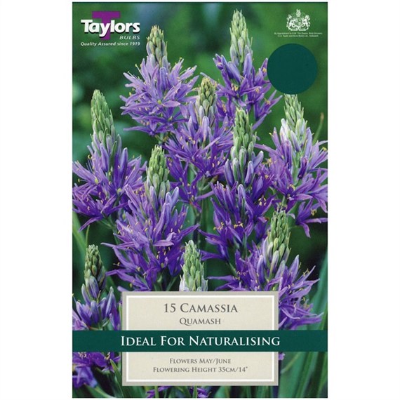 Taylors Bulbs Camassia Quamash - Pack of 15 (TP732)
