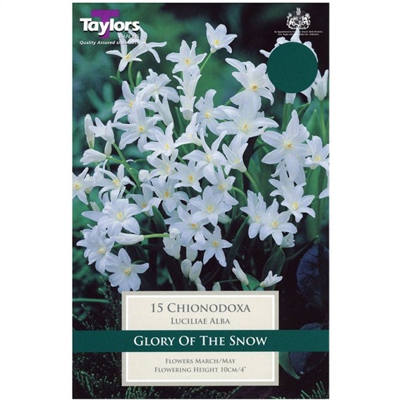 Taylors Bulbs Chionodoxa Luciliae Alba - Pack of 15 (TP729)