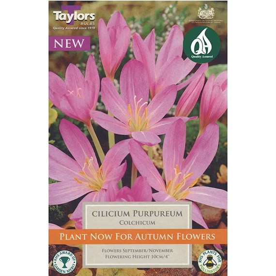 Taylors Bulbs Colchicum Cilicium Purpureum - Pack of 1 (TP689)