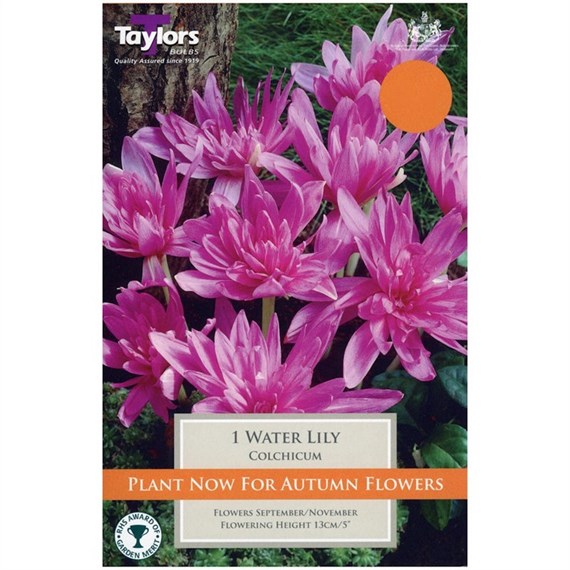 Taylors Bulbs Colchicum Water Lily - Single (TP681)