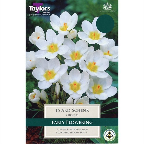 Taylors Bulbs Crocus Ard Schenk - Pack of 10 (TP671)