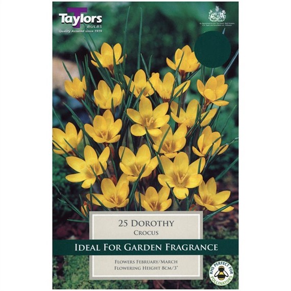 Taylors Bulbs Crocus Dorothy - Pack of 12 (TP662)