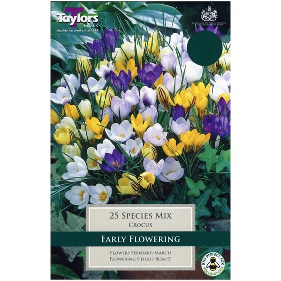 Taylors Bulbs Crocus Mixed Species - Pack of 15 (TP678)