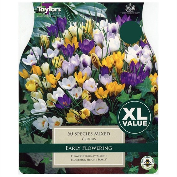 Taylors Bulbs Crocus Mixed Species - Pack of 40 - XL Value Range (XL678)