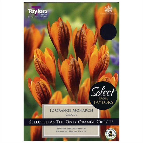 Taylors Bulbs Crocus Orange Monarch - Pack of 12 (SE034)