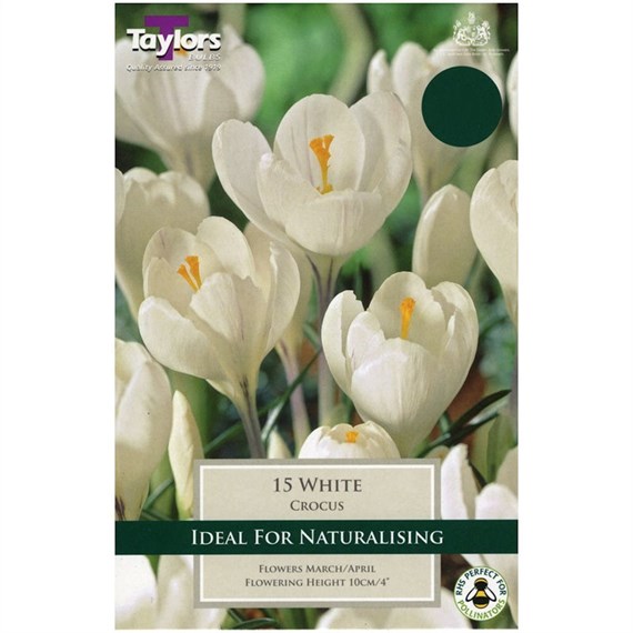 Taylors Bulbs Crocus White - Pack of 10 (TP651)