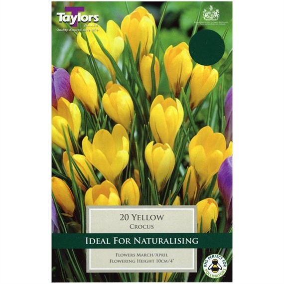 Taylors Bulbs Crocus Yellow - Pack of 8 (TP650)