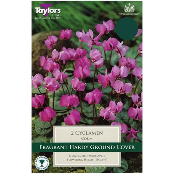 Taylors Bulbs Cyclamen Coum - Pack of 2 (TP734)