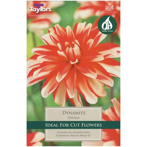 Taylors Bulbs Dahlia Dynamite (Single Pack) (TS320)