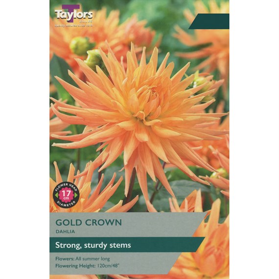 Taylors Bulbs Dahlia Gold Crown (Single Pack) (TS333)