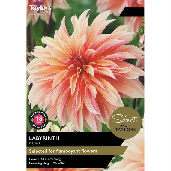Taylors Bulbs Dahlia Labyrinth (2 Pack) (SSE148)